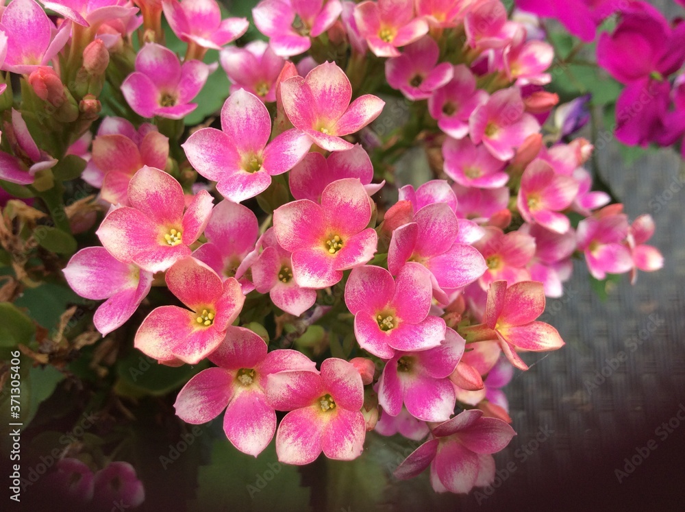 Closeup of cluster of small pink and yellow flowers with an ant Closeup of cluster of small pink and yellow flowers with an ant