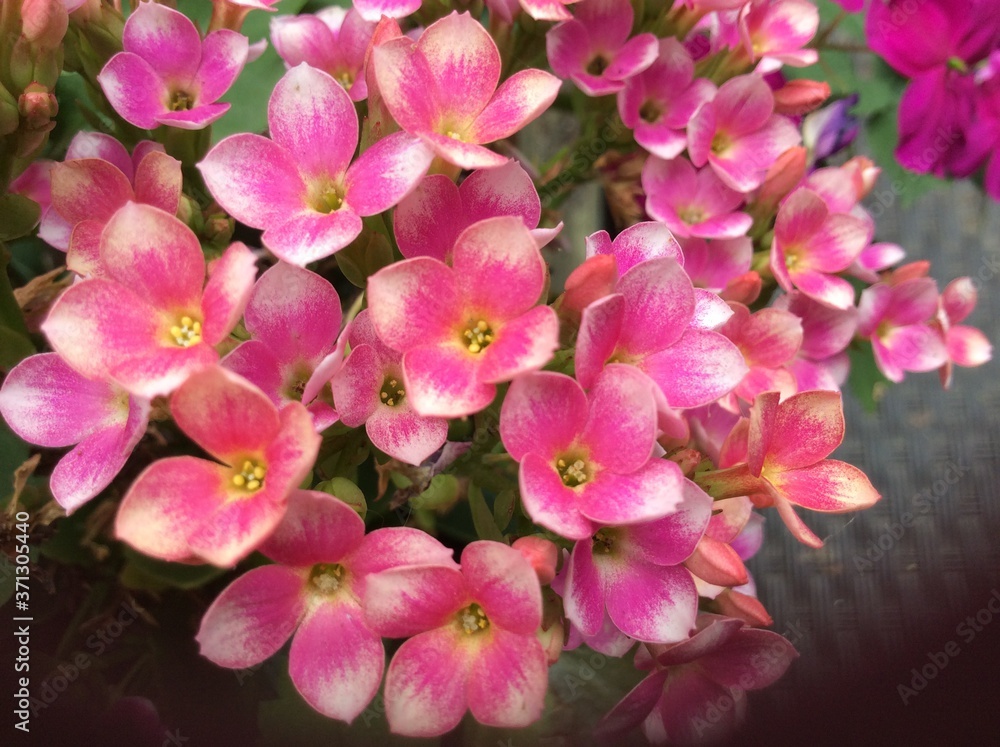 Closeup of cluster of small pink and yellow flowers with an ant Closeup of cluster of small pink and yellow flowers with an ant