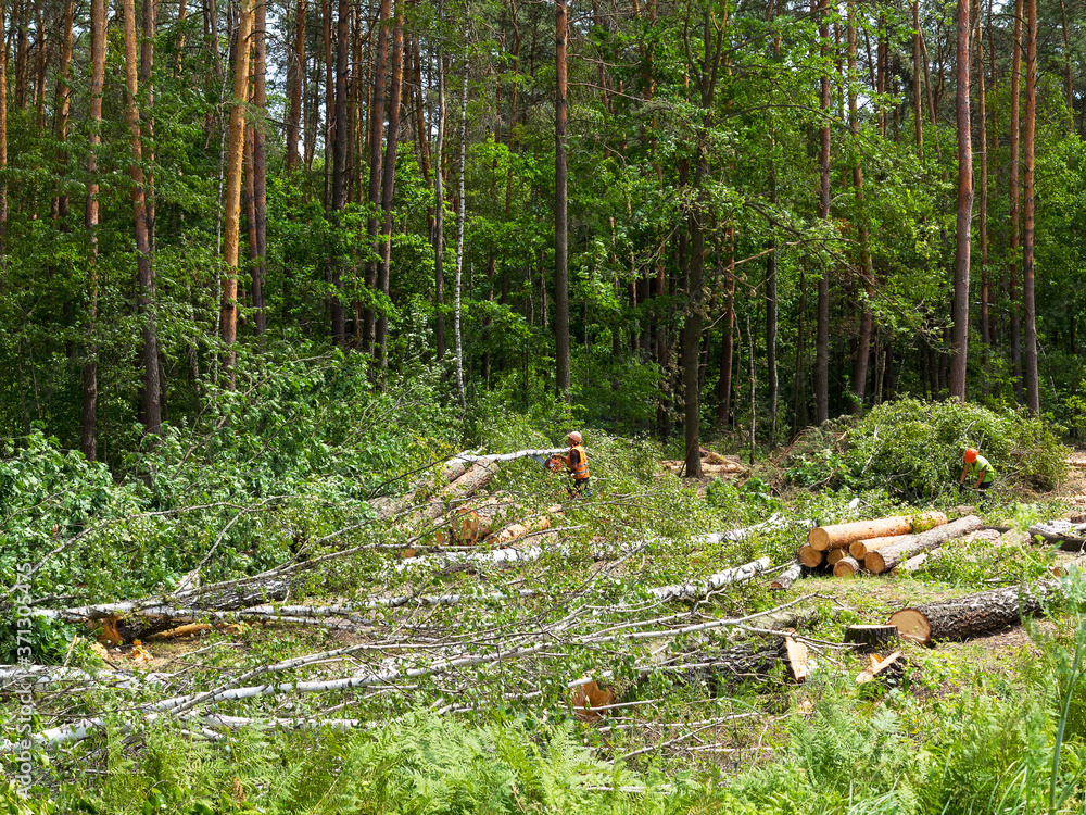 Obraz premium IIlegal chaotic deforestation in Ukraine with a low economy leads to baldness and climatic natural disasters. Extraction of amber in Ukraine Chopping wood