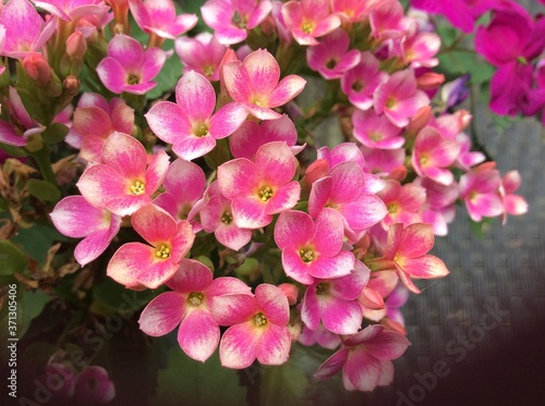 Closeup of cluster of small pink and yellow flowers with an ant 