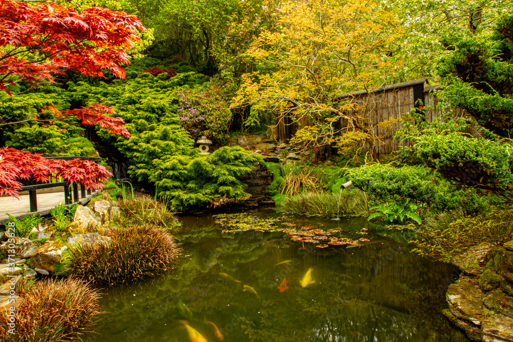 Obraz premium Relaxing scene from a koi fish pond inside a decorative Japanese Garden with beautiful plants and mossy rocks surrounding the pond. There are water lilies and some other plants in the pond.