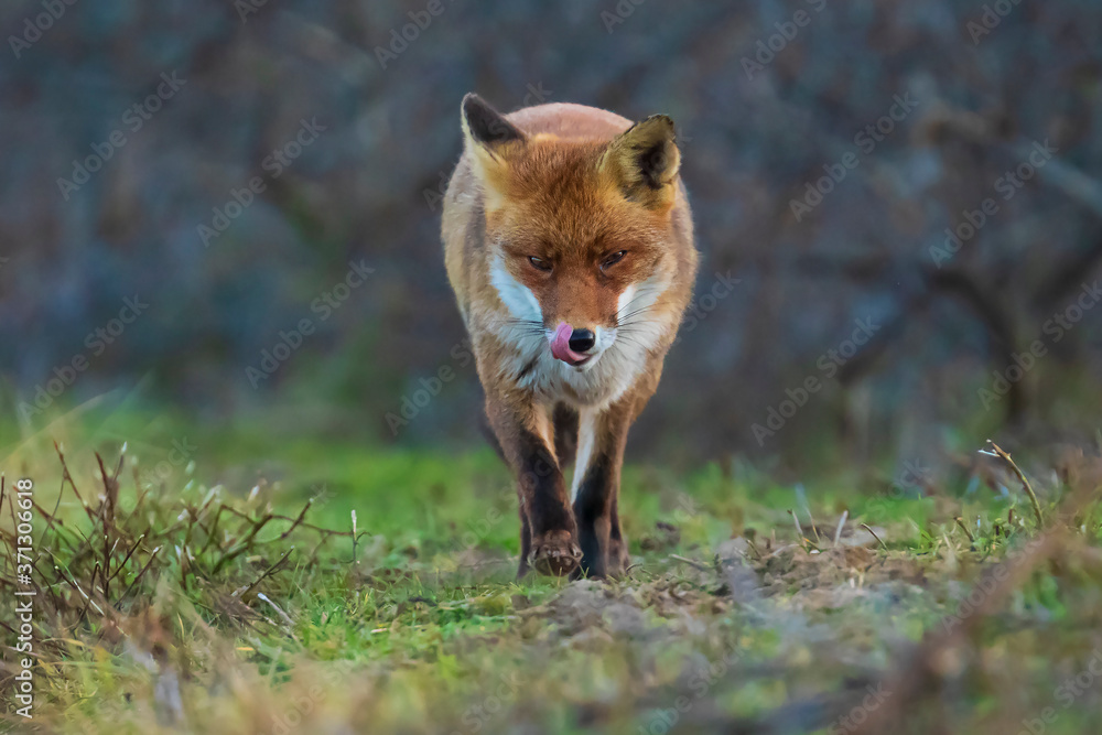 Wild red fox, vulpes vulpes, Wild red fox, vulpes vulpes,