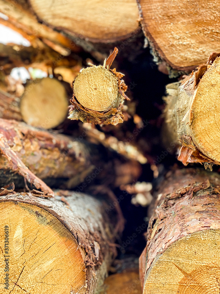 Close up of stacked pine wood logs in Swedish forest. Stock Photo | Adobe  Stock