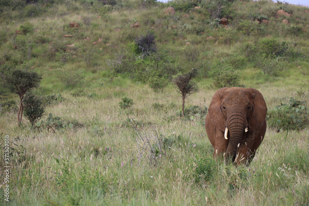 Lone Elephant in Kenya, Africa Lone Elephant in Kenya, Africa