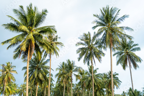 palm grove. Palm trees in the tropical jungle. Symbol of the tropics and warmth