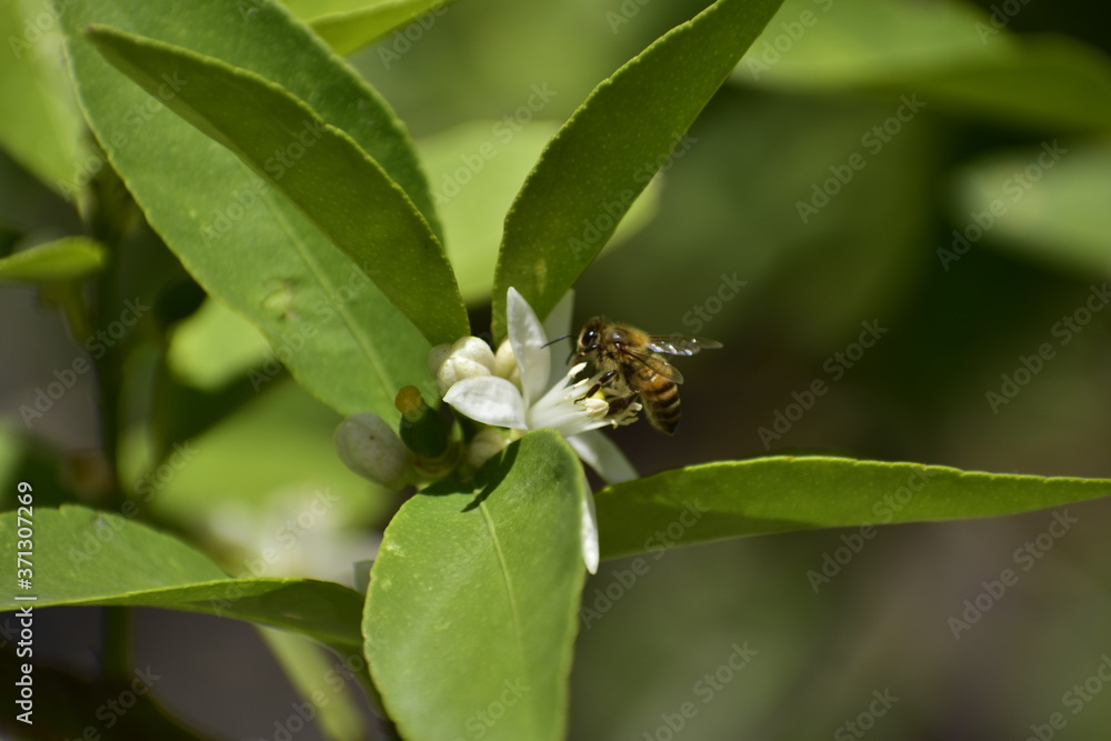 Abeja (Apis mellifera) posada en una flor de árbol de limón Abeja (Apis mellifera) posada en una flor de árbol de limón