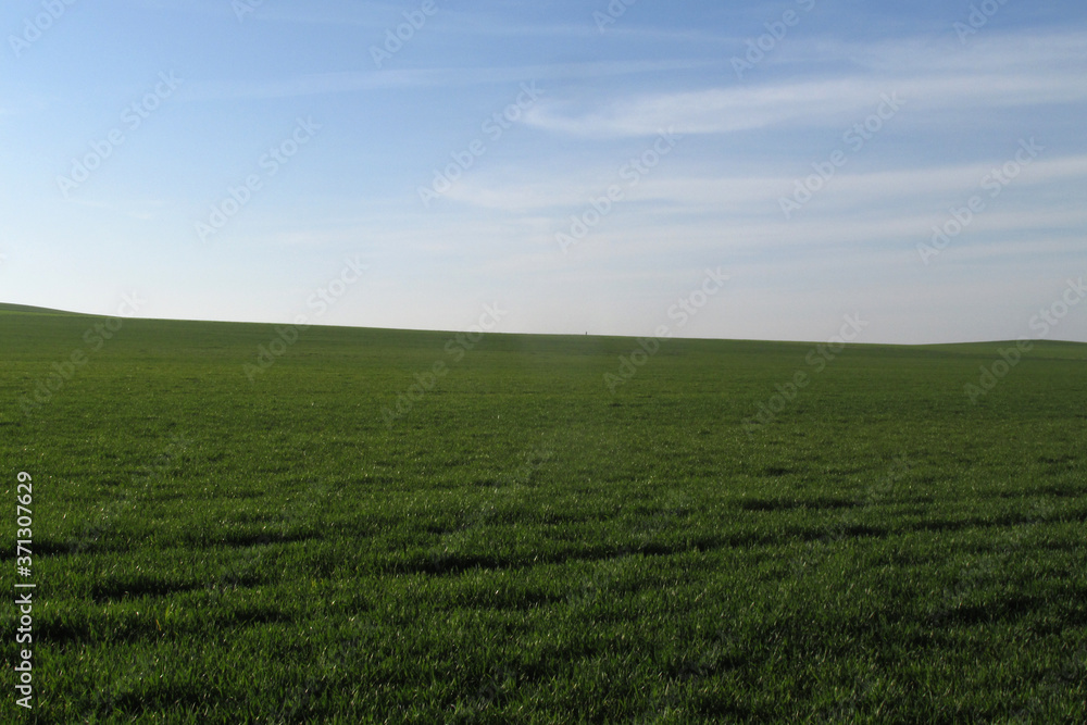 Campo de cereal verde hasta el horizonte