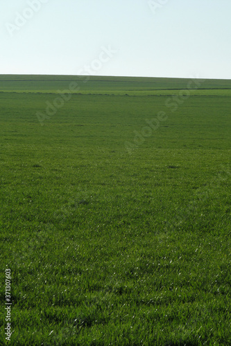 Campo de cereal verde hasta el horizonte