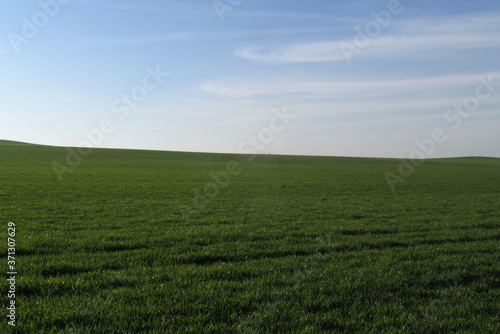 Campo de cereal verde hasta el horizonte