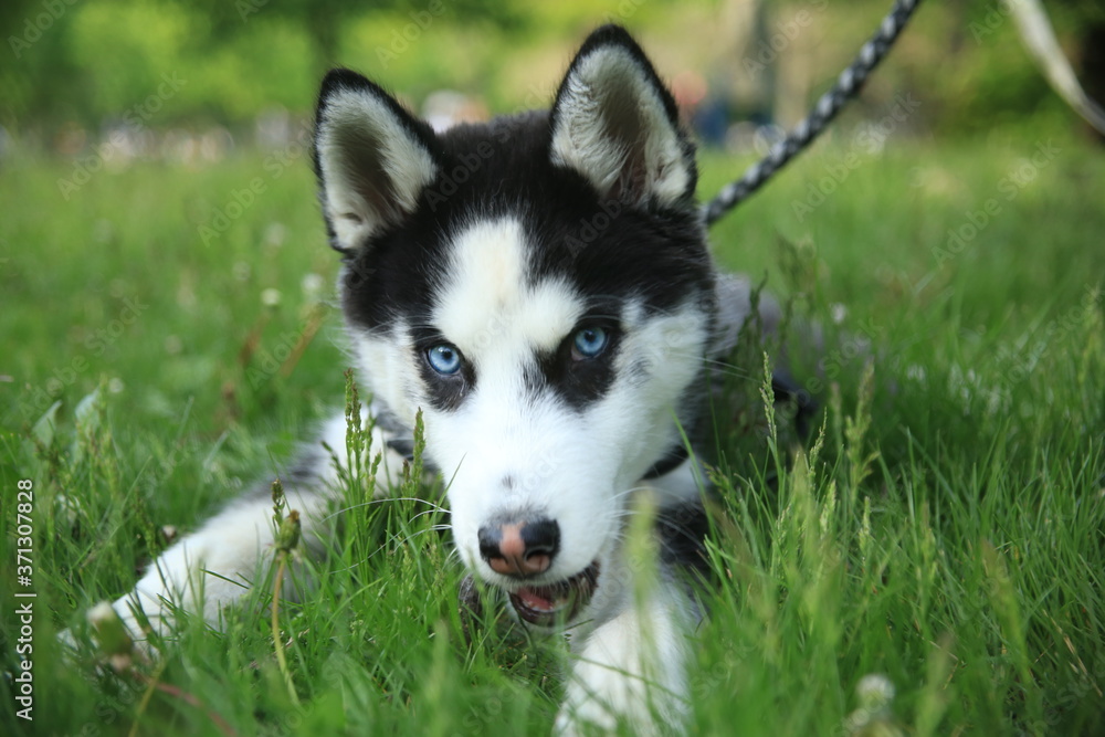 Husky puppy dog close up - blue eyes Husky puppy dog close up - blue eyes