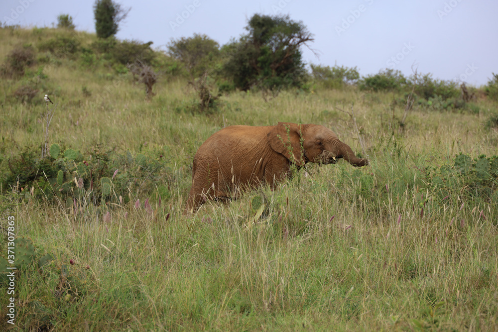 Baby Elephant Eating with Trunk Extended in Kenya, Africa