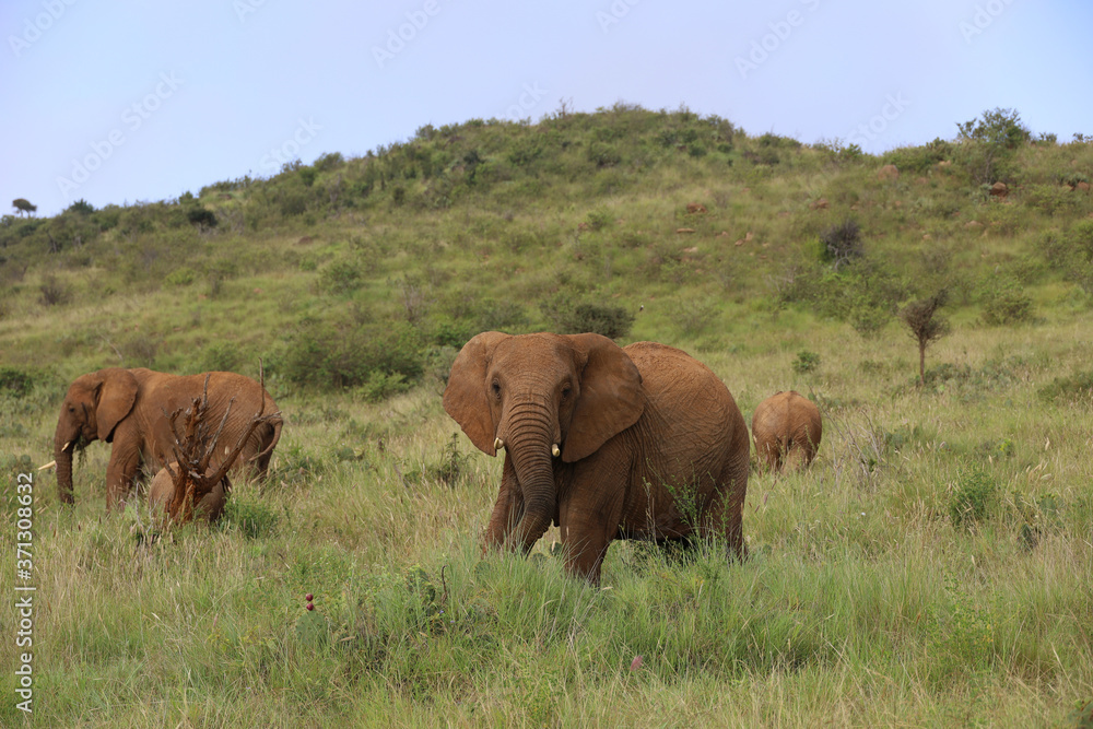 Obraz premium Large Bull Elephant in Kenya, Africa