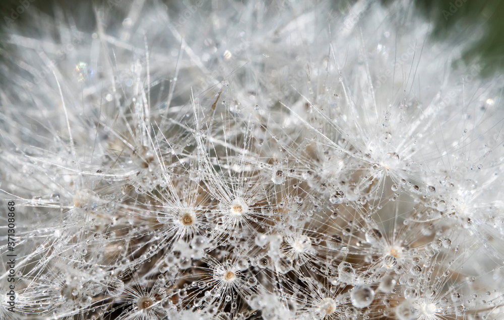 Macro shot of dandelion after the rain. Macro shot of dandelion after the rain.