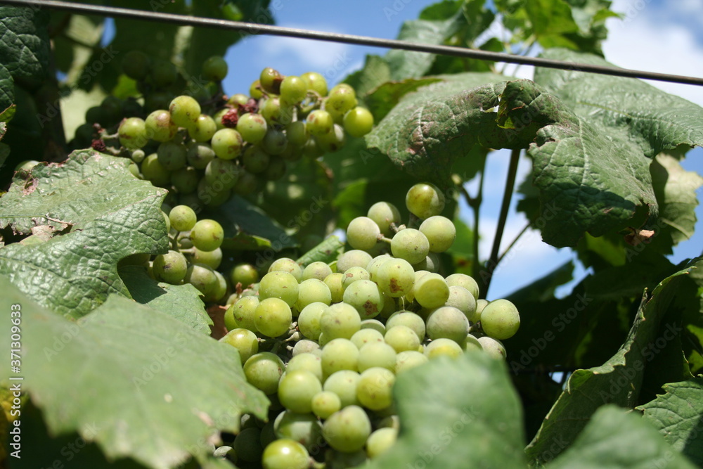 grape farm in balaklava