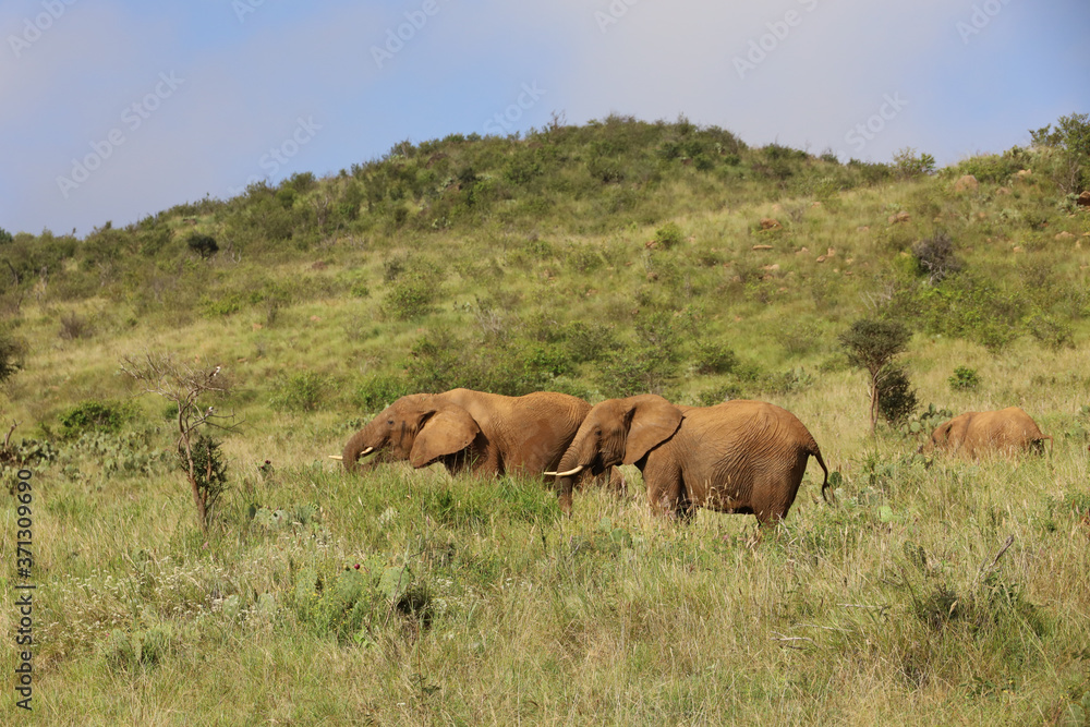 Obraz premium Herd of Elephants in Kenya, Africa