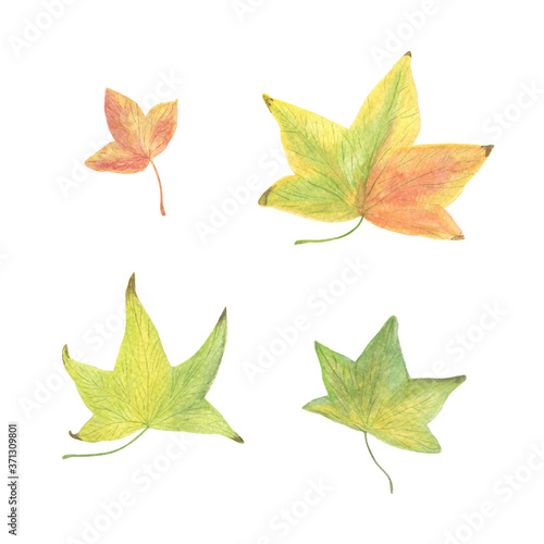 Autumn yellow and greenish leaves set watercolor illustration seasonal image, symbol of autumn, vintage and romantic style