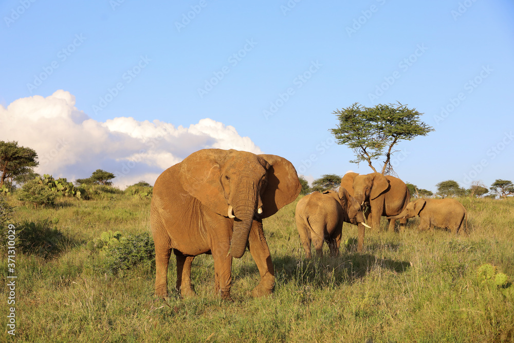 Group of Elephants in Kenya, Africa