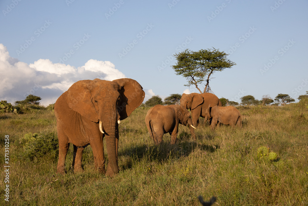 Group of Elephants in Kenya, Africa