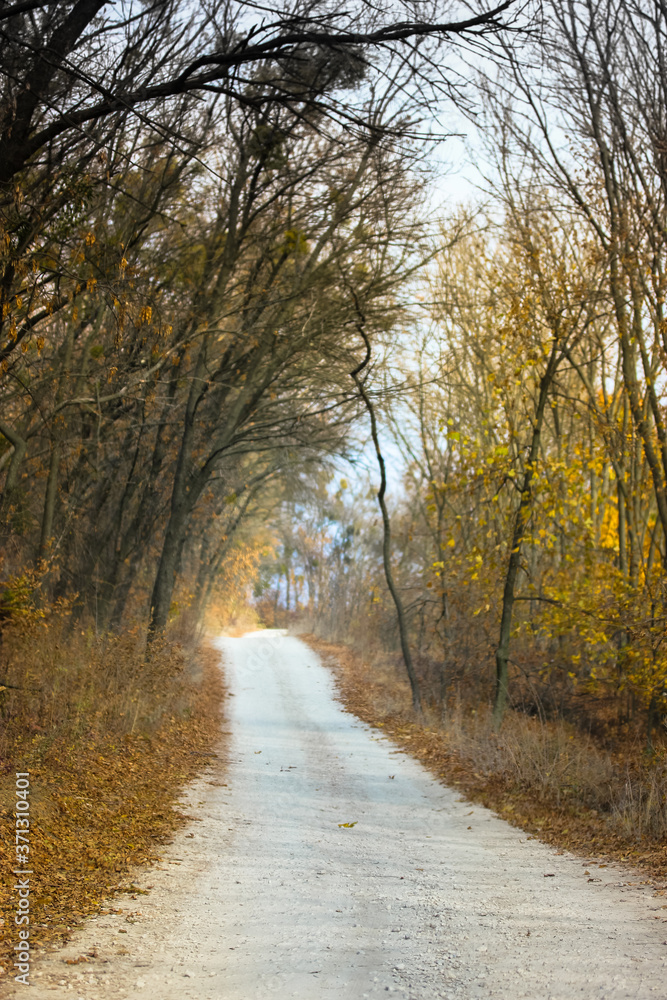 Naklejka premium A winding path in the forest going far away, autumn landscape.