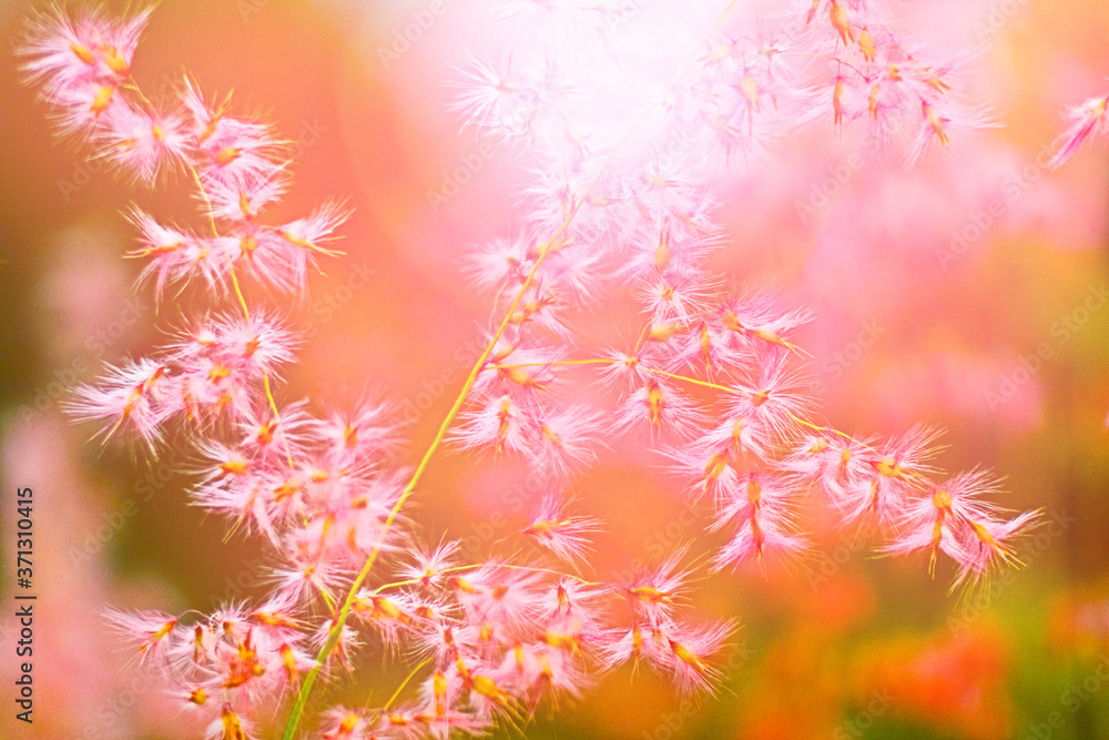 pink grass flowers background pink grass flowers background