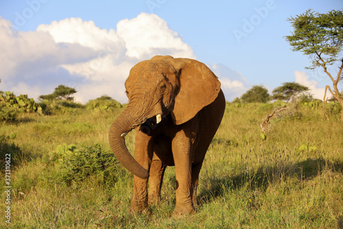 Close Up of Elephant in Kenya  Africa