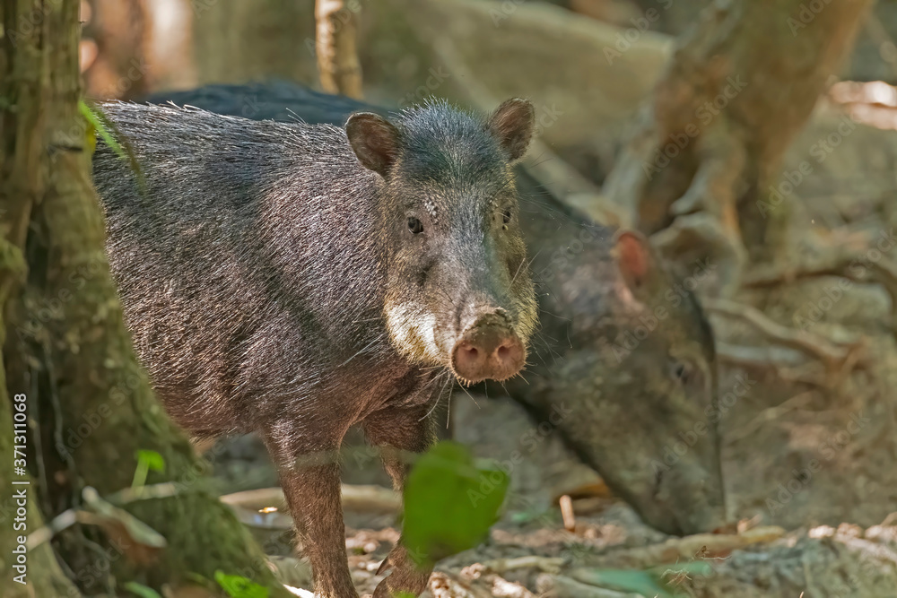 White Lipped Peccary in the Rainforest White Lipped Peccary in the Rainforest