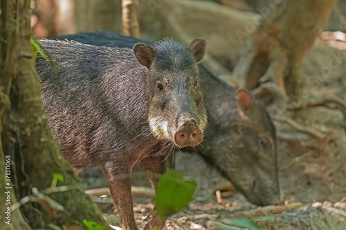 White Lipped Peccary in the Rainforest