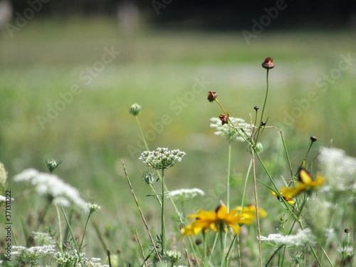 field of wild flowers © Patricia
