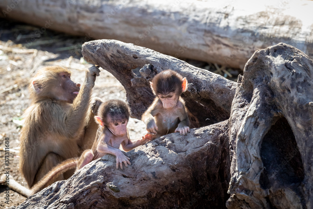 Obraz premium A baby Hamadryas Baboon playing outside with their family unit