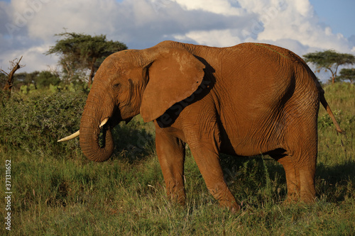 Close Up Photo of Elephant Eating Grass in Kenya  Africa