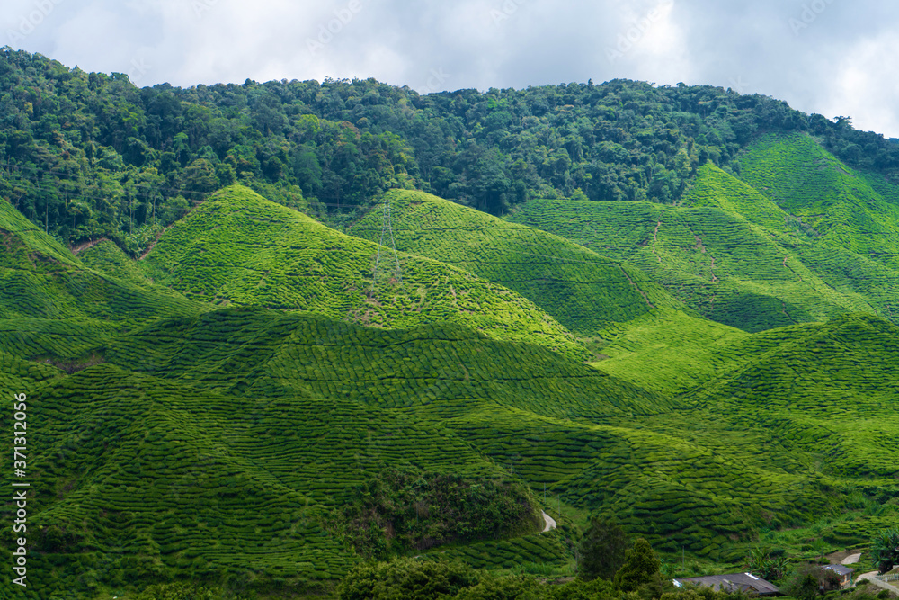 Fototapeta premium Tea plantations Cameron Valley. Green hills in the highlands of Malaysia. Tea production. Green bushes of young tea.