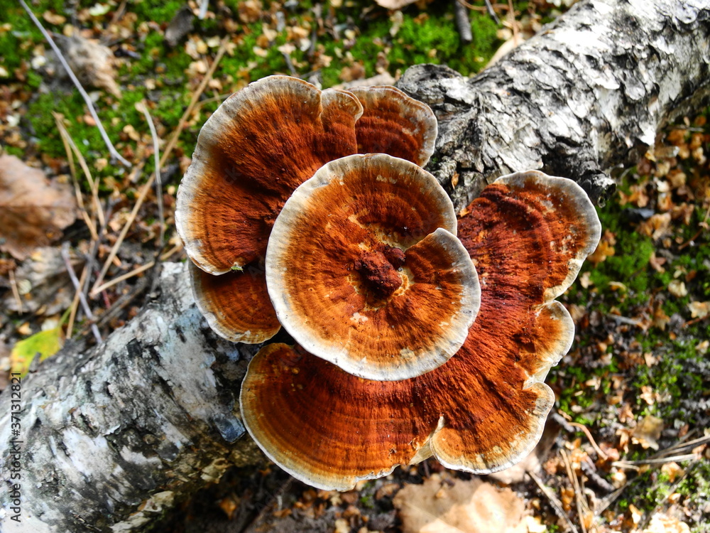 Bright terracotta fungus tinder on birch logh Bright terracotta fungus tinder on birch logh