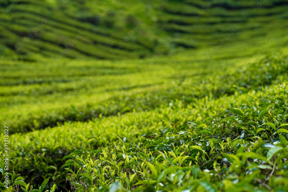 Tea plantations Cameron Valley. Green hills in the highlands of Malaysia. Tea production. Green bushes of young tea. Tea plantations Cameron Valley. Green hills in the highlands of Malaysia. Tea production. Green bushes of young tea.