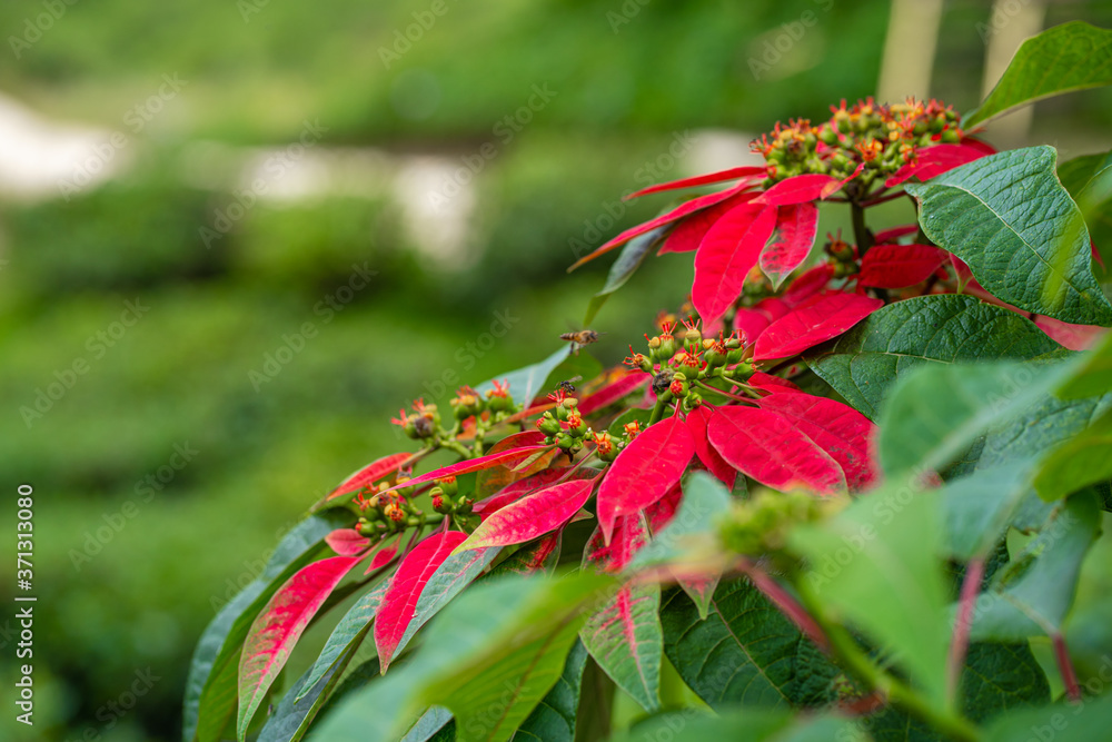 Euphorbia is a beautiful poinsettia green plant with bright red leaves. Christmas holidays, popular seasonal decoration Euphorbia is a beautiful poinsettia green plant with bright red leaves. Christmas holidays, popular seasonal decoration