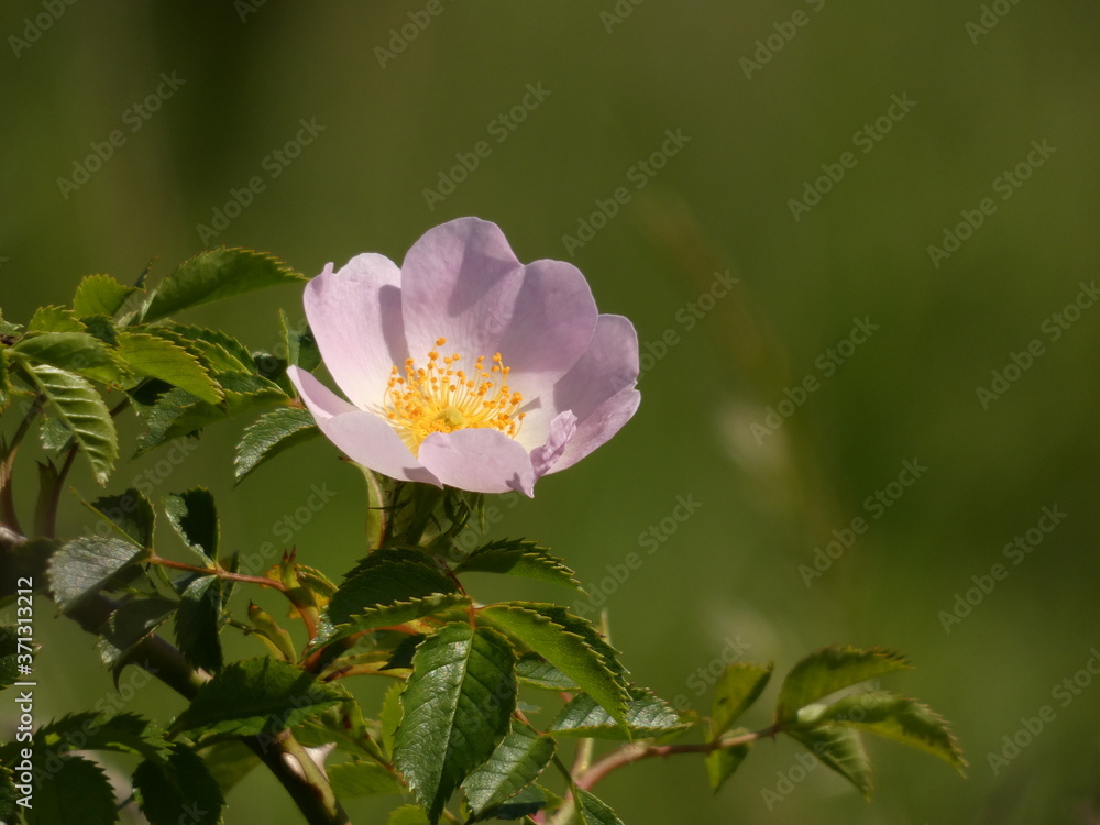 Wild rose (Rosa canina) - close up of pale pink dog rose flower and leaves Wild rose (Rosa canina) - close up of pale pink dog rose flower and leaves