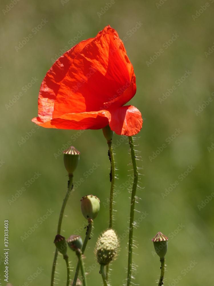 Obraz premium Field poppy (Papaver rhoeas) - common poppy red flower and poppy-heads on green background, Gdansk, Poland