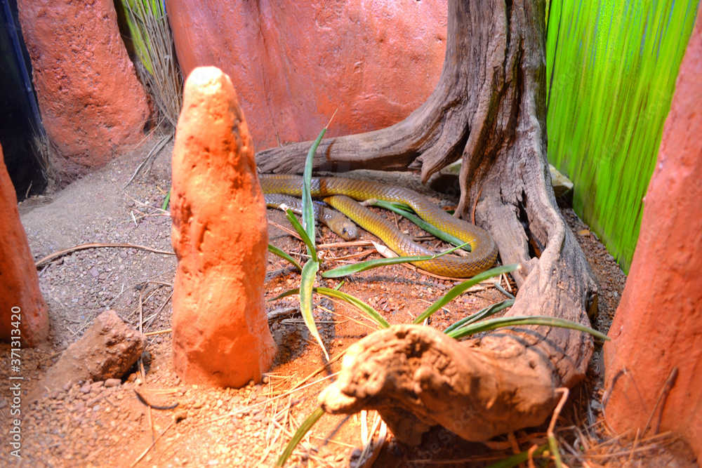 Obraz premium A Large Snake Far Away View - Inside of Desert Zoo Exhibit