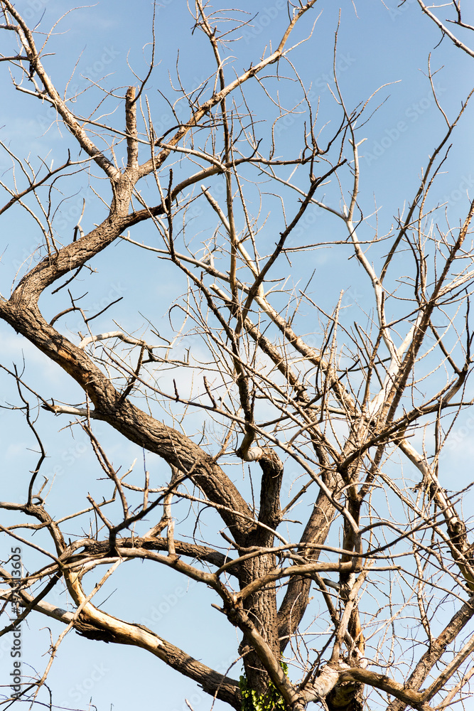 Dry tree. Branches of dry tree on background of blue sky. Environmental protection. Dry tree. Branches of dry tree on background of blue sky. Environmental protection.