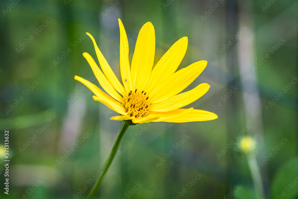 Obraz premium Meadow Hike