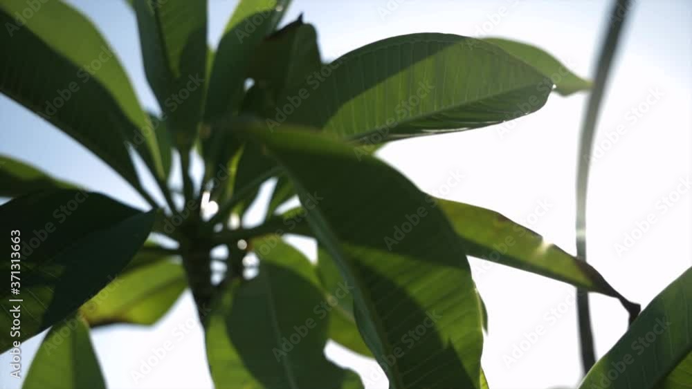 Beautiful nature plant fat leaves leaf green garden luxury luxurious summer spring fauna Beautiful nature plant fat leaves leaf green garden luxury luxurious summer spring fauna