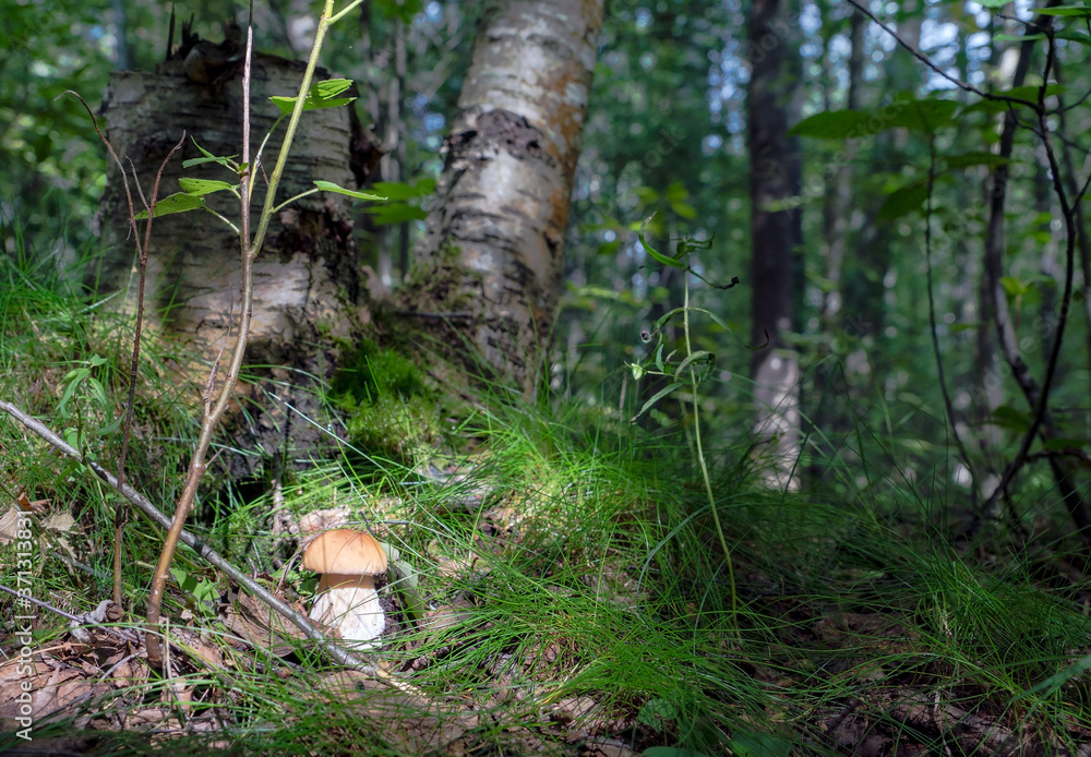 White mushroom boletus in the forest under a tree. White mushroom boletus in the forest under a tree.