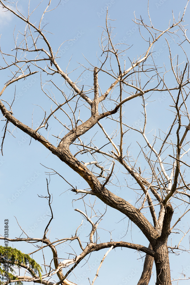 Dry tree. Branches of dry tree on background of blue sky. Environmental protection. Dry tree. Branches of dry tree on background of blue sky. Environmental protection.