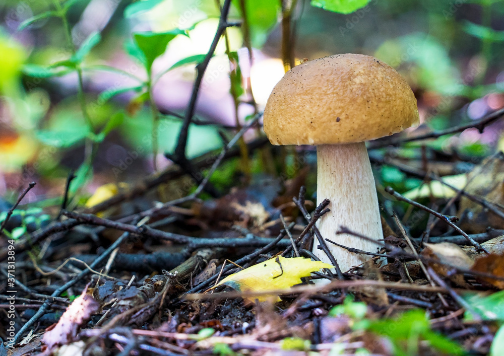 White mushroom boletus in the forest close-up. White mushroom boletus in the forest close-up.