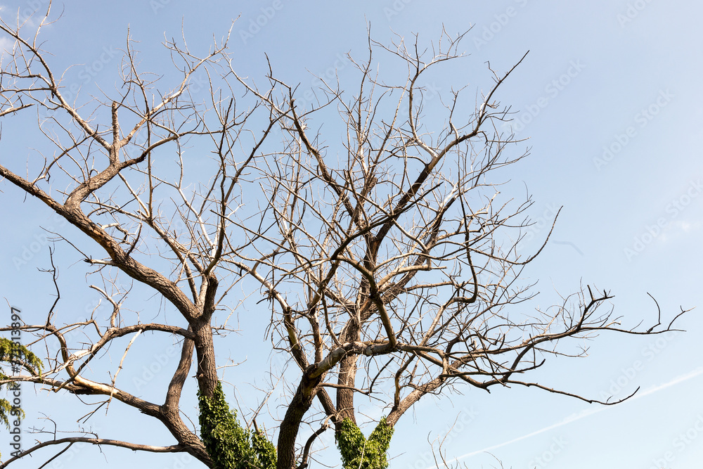Dry tree. Branches of dry tree on background of blue sky. Environmental protection. Dry tree. Branches of dry tree on background of blue sky. Environmental protection.