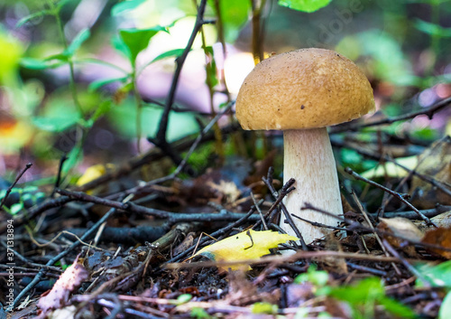 White mushroom boletus in the forest close-up. © amarinchenko106