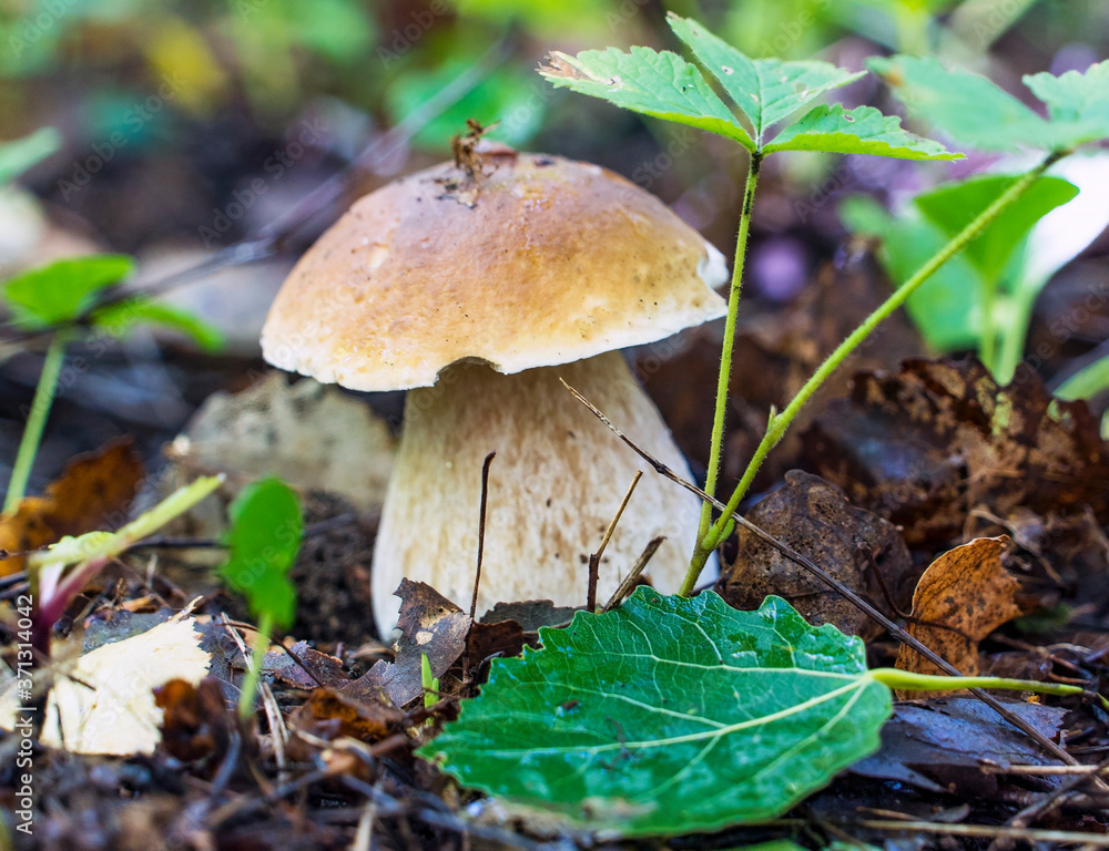 White mushroom boletus in the forest close-up. White mushroom boletus in the forest close-up.