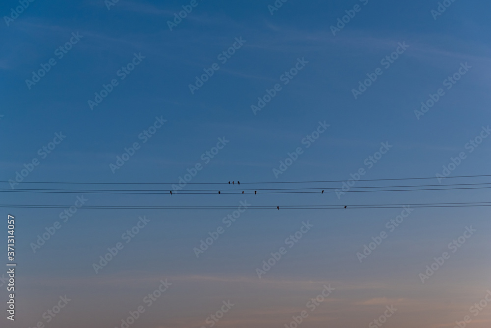  several birds sitting on wires against a blue sky