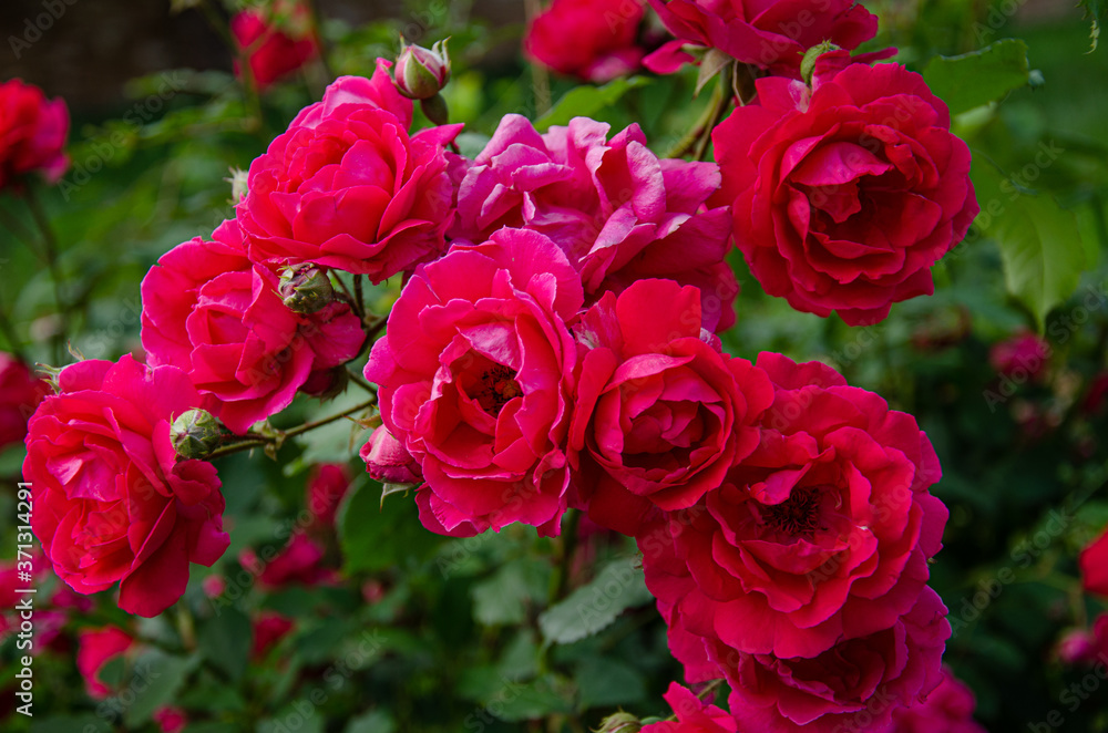 Rose buds. Bush with red roses in the park. Rose buds. Bush with red roses in the park.