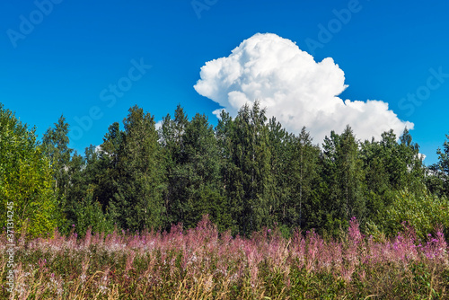 A white cloud over the forest on a blue sky on a summer day.