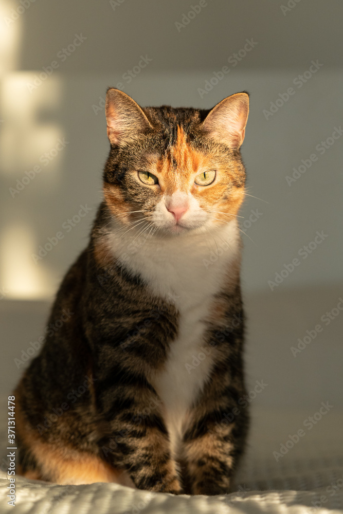Tabby tricolor cat sitting on the bed with white blanket, looking at camera and sun Tabby tricolor cat sitting on the bed with white blanket, looking at camera and sun